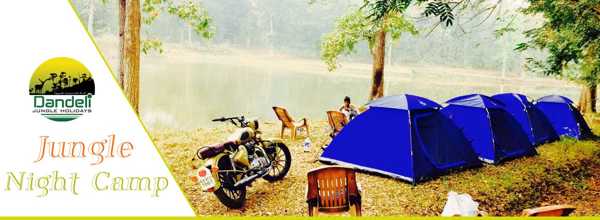 Jungle Night Camp