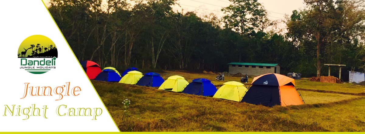 Jungle Night Camp