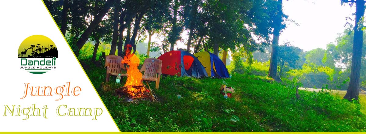 Jungle Night Camp