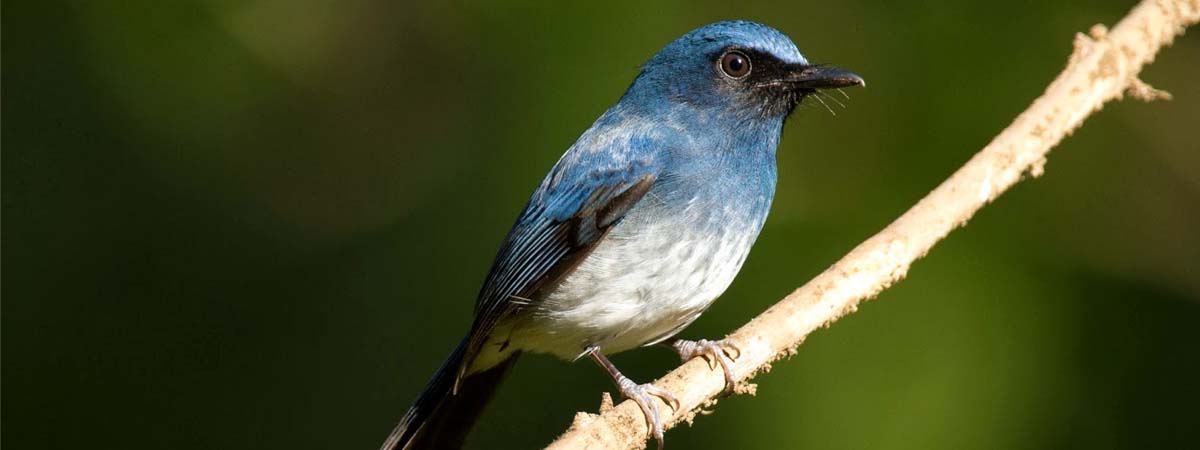 Bird Watching in Dandeli
