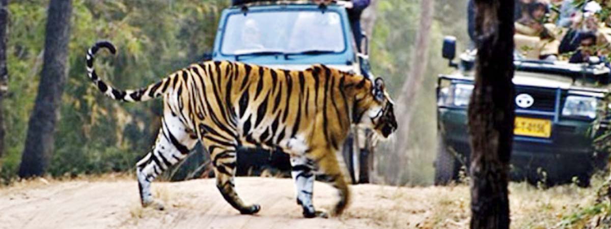 Dandeli Jungle Safari