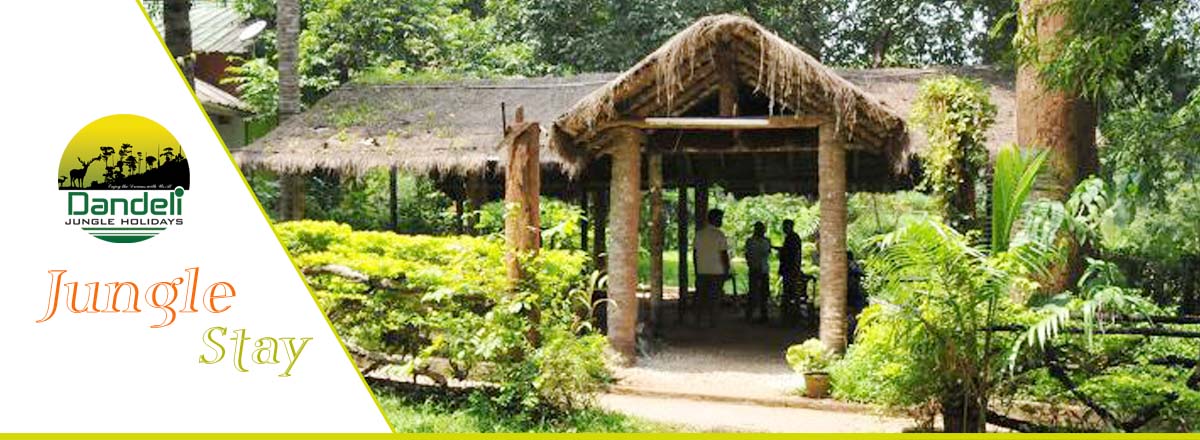 Jungle Stay