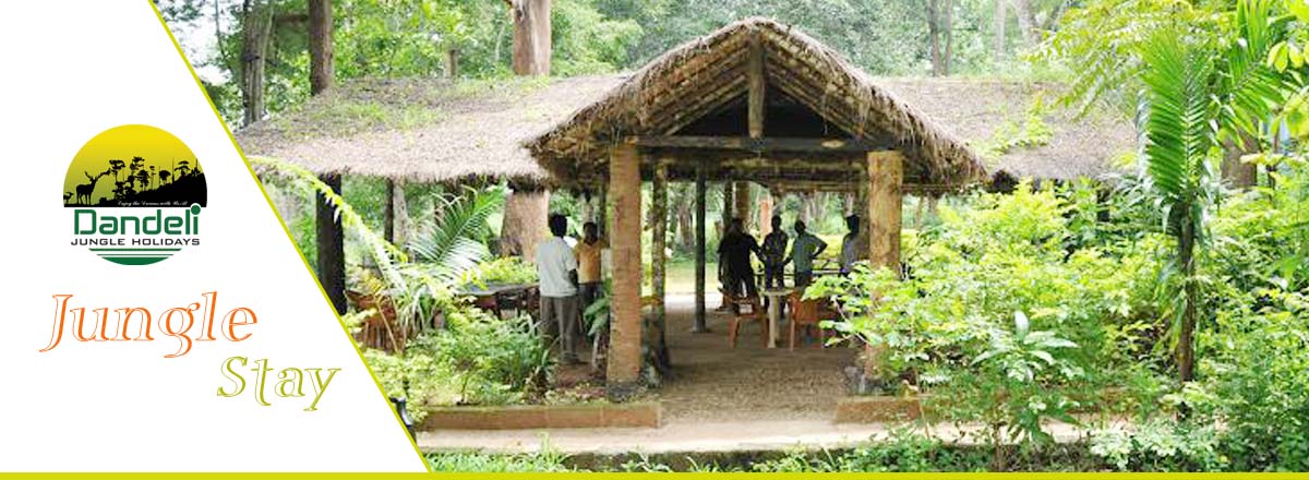 Jungle Stay