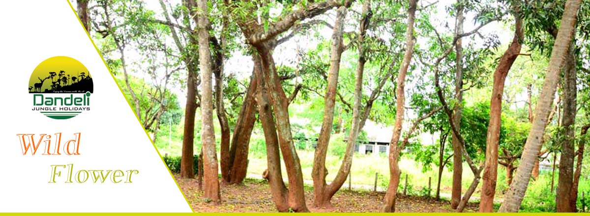 Wild Flower Home Stay