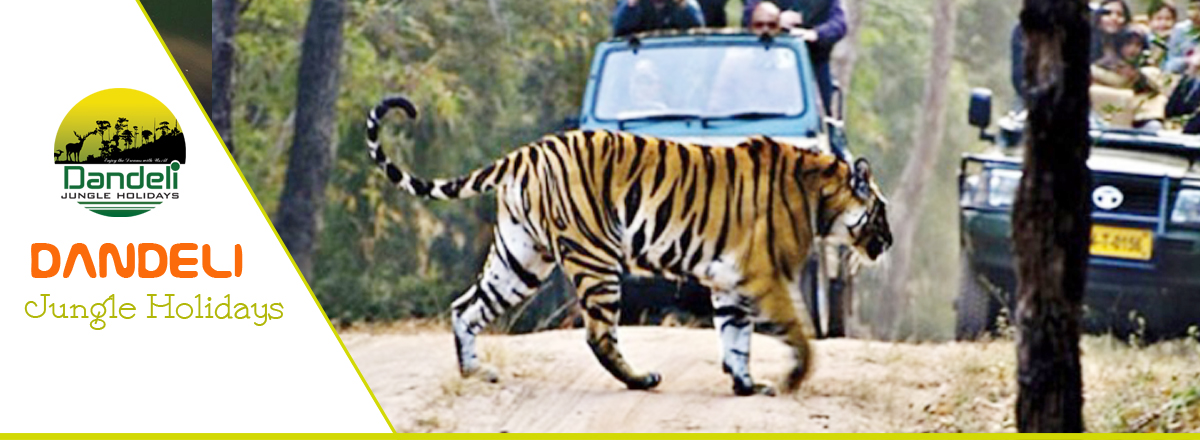 Jungle safari
